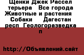 Щенки Джек Рассел терьера - Все города Животные и растения » Собаки   . Дагестан респ.,Геологоразведка п.